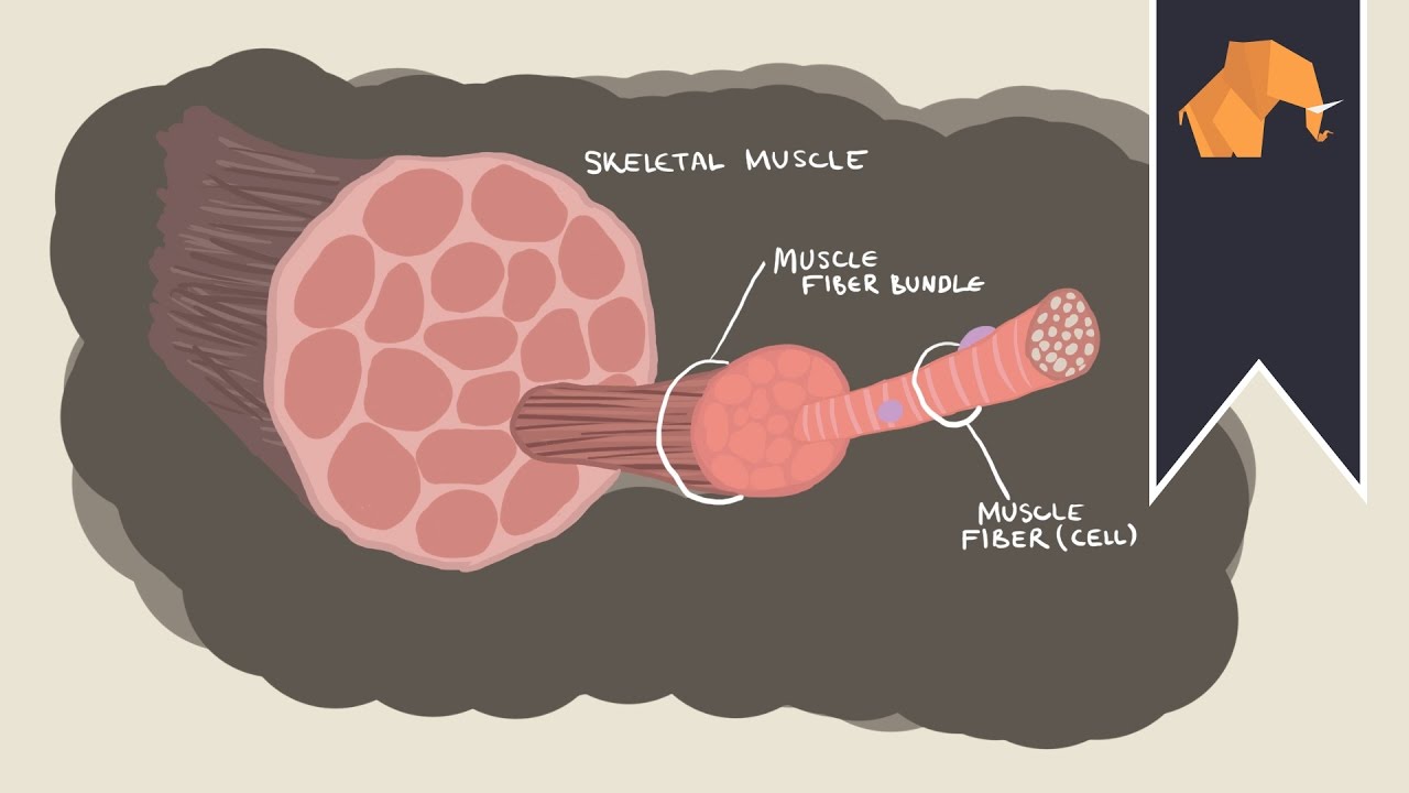 how does muscle growth work